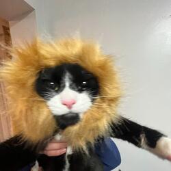 Came Around (indiesh*t_draft2)