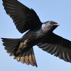Flew