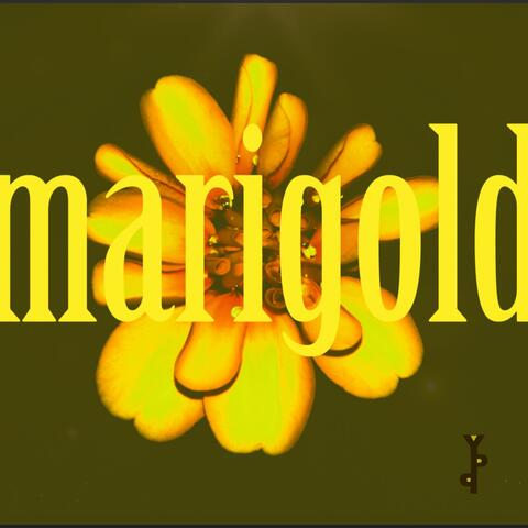 Marigold