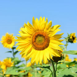 The Four Times: Morning (Sunflower)
