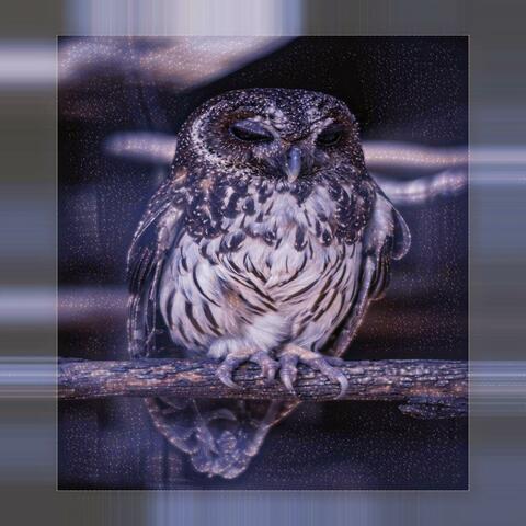 ASMR for Relaxation: Owls in the Rain