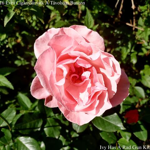 Ivy Has A Rad Gun Kit