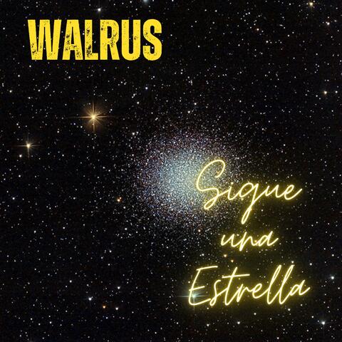 Walrus