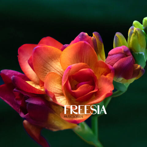 Freesia
