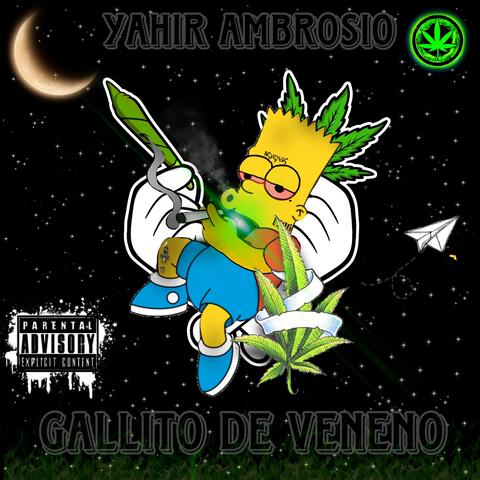 Gallito de veneno