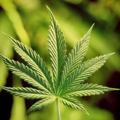 high