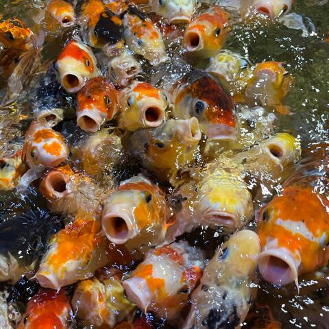 COY KOI
