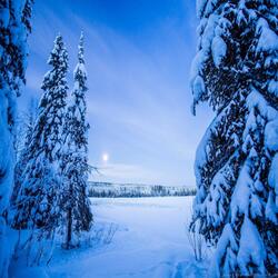 Cold Bells