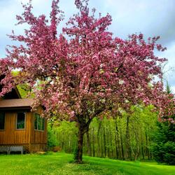SpringTime