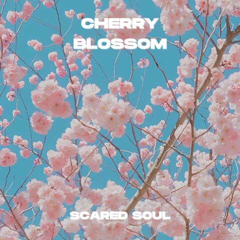 CHERRY BLOSSOM