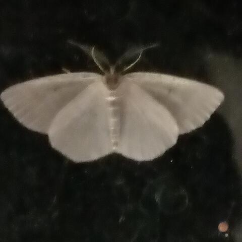 Mishna, el hipnotizador