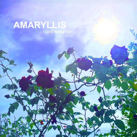 Amaryllis