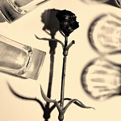 Girasoles
