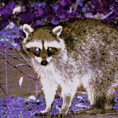 i fw raccoons heavy btw