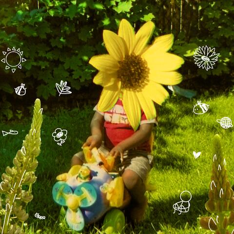 THE LIFE OF A SUNFLOWER