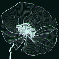 Alchemilla