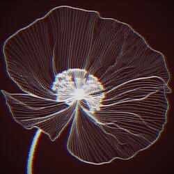 Asplenium