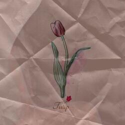 Tulip