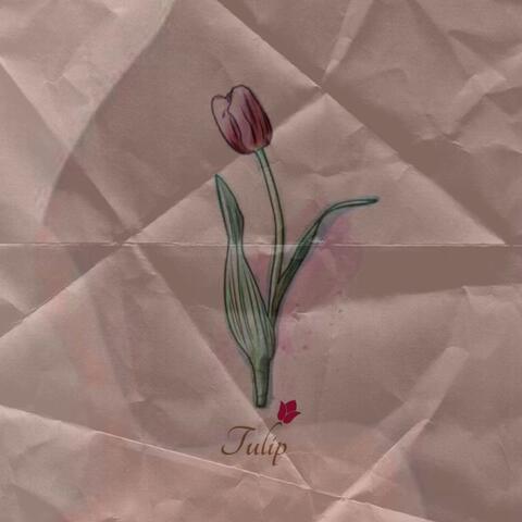 Tulip