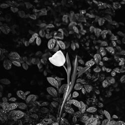 Mi flor