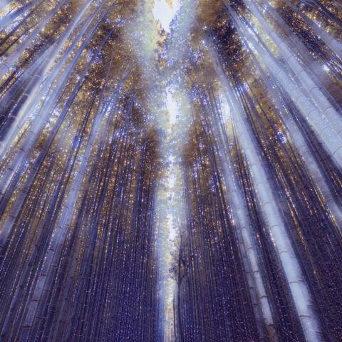 Beauty is in the Eye