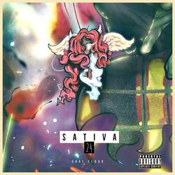 Sativa 24