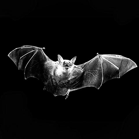 FLEDERMAUS