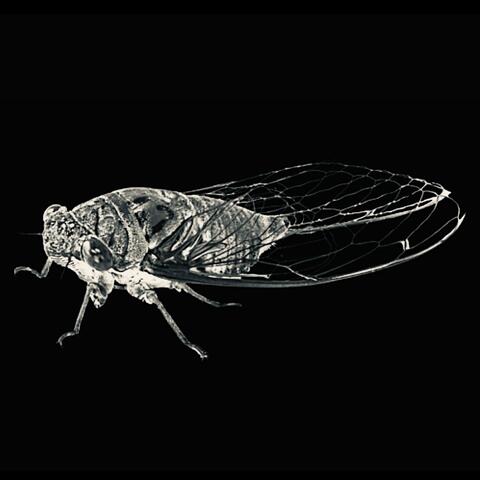 Brood XIII