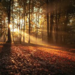 when the leaves fall