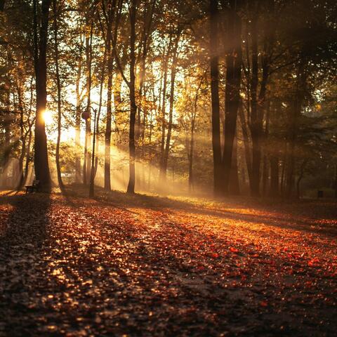 when the leaves fall