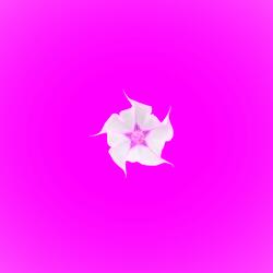 MAGENTA DATURA