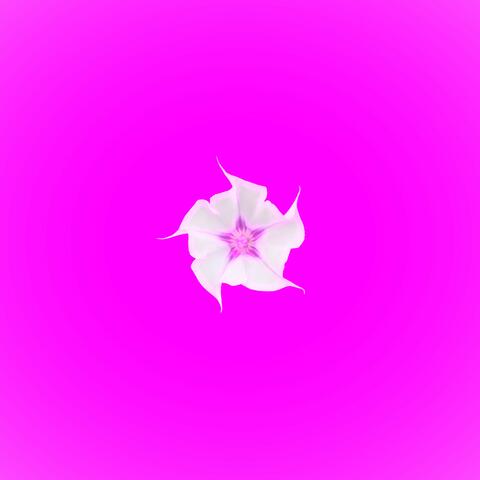 MAGENTA DATURA
