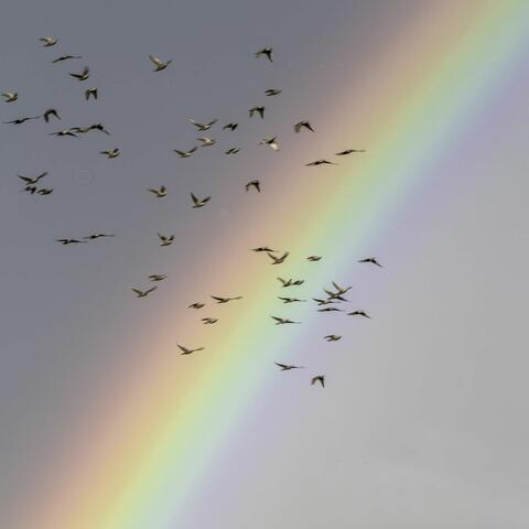 FLY
