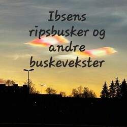 Ibsens ripsbusker og andre buskevekster