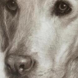 Les Llàgrimes d’un amic