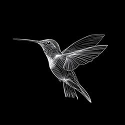 colibri.