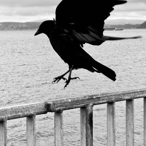 Crow 1