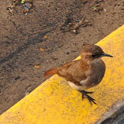 The bleeding - rough version