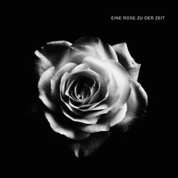EINE ROSE ZU DER ZEIT