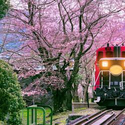 A Gentle Morning in Kyoto