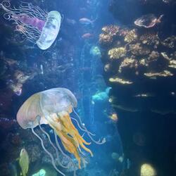 Dance Of The Jellyfish