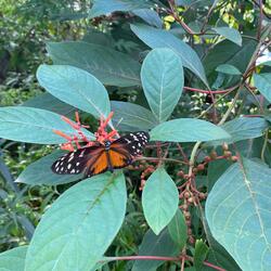 The Art of Innocence