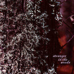 Stranger in the Woods