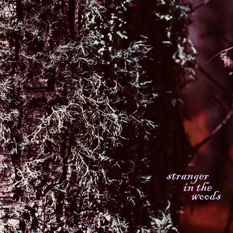 Stranger in the Woods