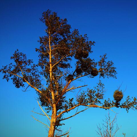 A Tree Standing On The Edge Of The Sky Universe And Looking At The Glass Fleet Of Blue Ships Flying In The Distance, Heading Towards The Black Hole Of Eight And A Half Suns