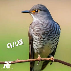 鸟儿摇 组合版