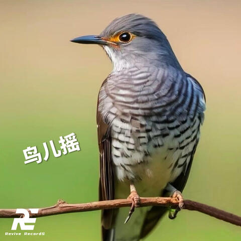 鸟儿摇 组合版