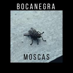 Moscas