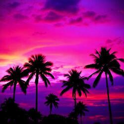 under the palm trees