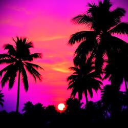 under the palm trees 2.